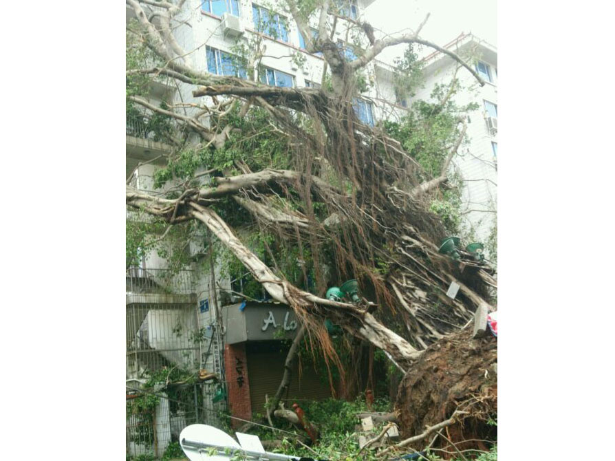 石鼓路大榕樹，在莫蘭蒂的吹襲中連根拔起2_集美石鼓路商圈