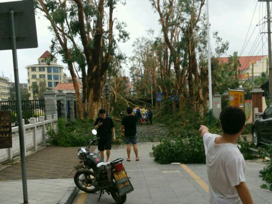 集美小學(xué)莫蘭蒂災(zāi)后大樹(shù)全倒_集美石鼓路商圈
