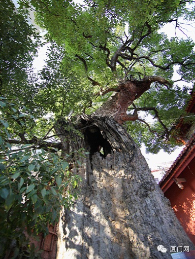 集美區(qū)后溪鎮(zhèn)后溪鎮(zhèn)西井村[西井鐵爐宮] - 關帝及鄉(xiāng)神松木大王 (9)_集美區(qū)后溪鎮(zhèn)后溪鎮(zhèn)西井村西井鐵爐宮-關帝及鄉(xiāng)神松木大王